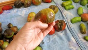 Как СПАСТИ урожай томатов от фитофторы?! / Проверенный способ!