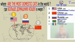 где больше домашних кошек в мире