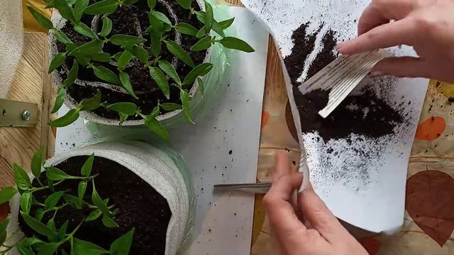 Что делать когда перец подрос . смотреть онлайн