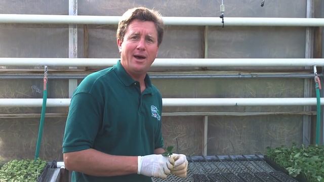 Geranium Propagation by Caan Floral & Greenhouses смотреть онлайн