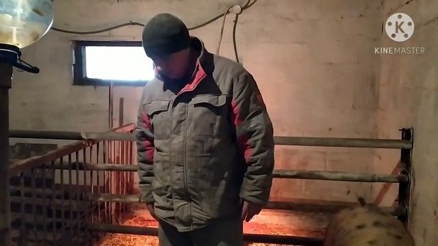 Это надо знать Свиноматки Первородки !