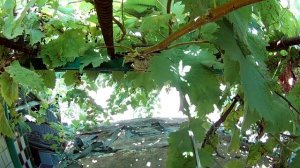 Сорт винограда Чауш 12.09.2021 г. / Chaush grape variety 09/12/2021