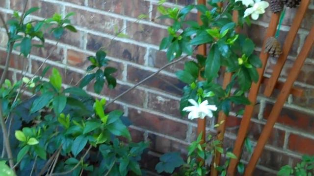 My gardenia plant смотреть онлайн