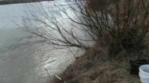 Река Ока. Ловля налима. Разлив 2017