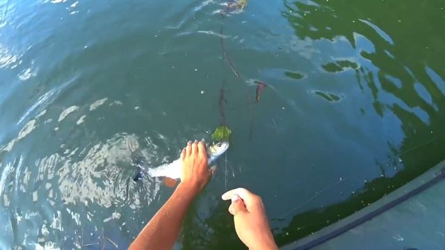 ЭТИ ЗВЕРИ АТАКУЮТ ВСЁ ПОДРЯД И МУЧАЮТ КАТУШКУ! РАННЕЕ УТРО! Рыбалка на реке 2023. смотреть онлайн