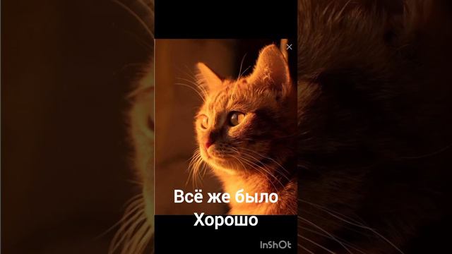 Если бы симбал так сильно может он мог выжить автор песни почему же ты ушёл Артём хозяин Симбы