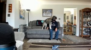 Husky Hangout LIVE ? LIVE Q & A With our Siberian Huskies!