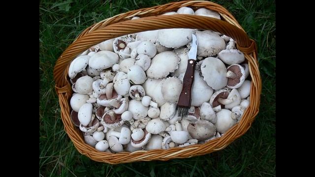 ПОЛЕВЫЕ ШАМПИНЬОНЫ - Первые Дары Весны