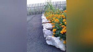Бархатцы и сальвия в саду.