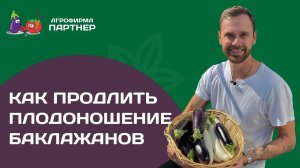 Сбор урожая баклажанов и обзор сортов | Рекомендация по продлению срока плодоношения баклажанов