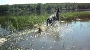 Доберман собирается на дачу 2.  Doberman is going to the cottage