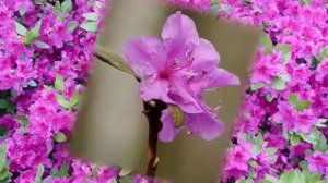 Богульник..