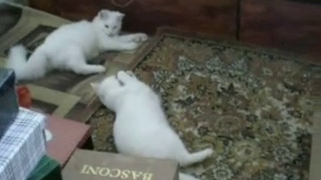 АНГОРКИ ТУРЕЦКИЕ.