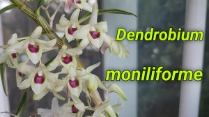 Dendrobium moniliforme описание и уход.