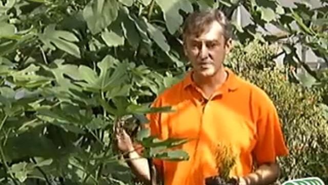 Плодово комнатные растения гранат, инжир смотреть онлайн