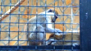 обезьяна ищет блох