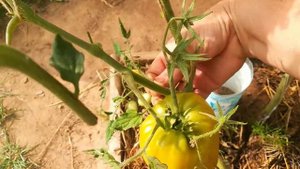 Томат оранжевая ягода .