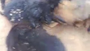 Кормление щенков дворняшек