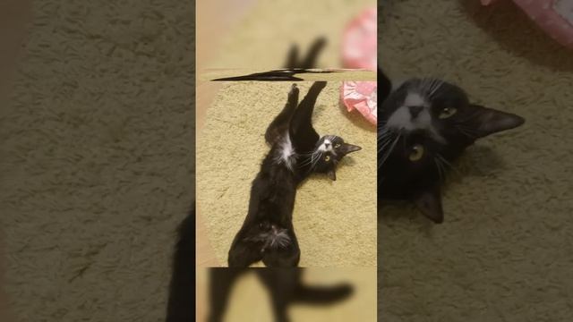 Красивые арты Фроськи смотреть онлайн