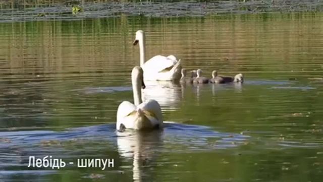 Лебідь-шипун. Перелітні птахи України. Серія «Природне довкілля». Пізнаймо світ разом!