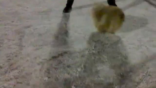 Шпиц - забавный хоккеист.