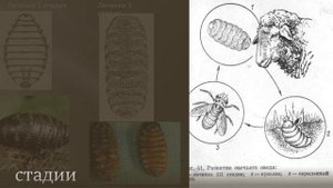 Эстроз овец. Какие опасности в себе таят пастбища летом? Профилактика эстроза. Заболевания овец.