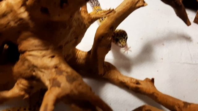 Хищные эублефары. Драконы и вкусные пальцы. смотреть онлайн