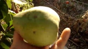 Почему на груше гниют плоды