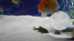 L СОМЫ L 397 PANAGUE