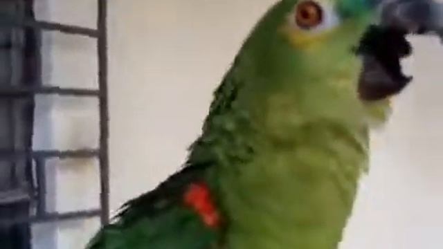 Моцарт. Ария Царицы Ночи из оперы "Волшебная флейта" смотреть онлайн