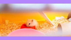 МОЖНО ЛИ ХОМЯКАМ АРБУЗ? ОТВЕТ НА ВОПРОС / Jessina weekdays