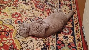 Кот Боня ?⬛