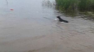 #doberman Как научить добермана плавать. Doberman.
