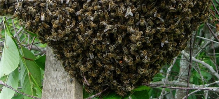 Пчелы на высадку. Пчела трутовка. Роевые маточники у пчел. Улей слетел.