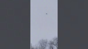 Николаевские голуби  Евгения Гладких Липецкая область