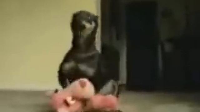 озабоченный кролик пристает к коту смотреть онлайн