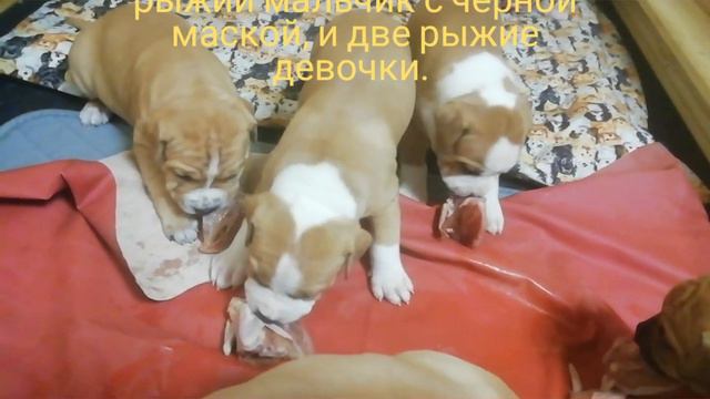 Питомник Ценный Приз, щенки амстаффа, американский стаффордширский терьер. Помет 30.09.19.