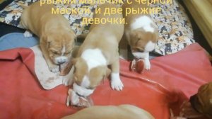 Питомник Ценный Приз, щенки амстаффа, американский стаффордширский терьер. Помет 30.09.19.