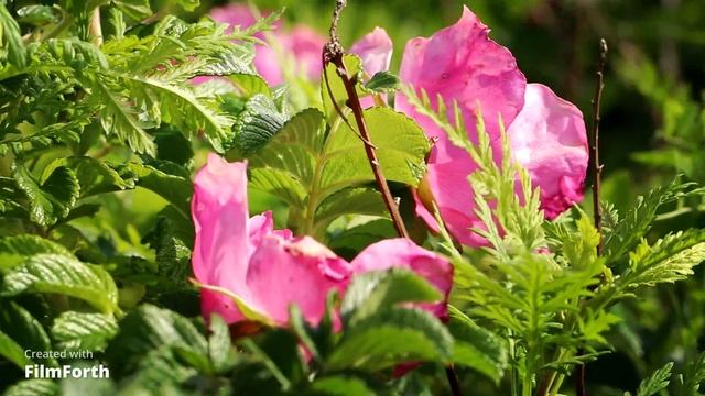 Цветение морского шиповника Canon 80 D Canon EF 100 mm . Macro f 2.8 L IS USM съёмка с рук ... смотреть онлайн