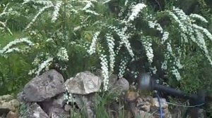 спирея ниппонская - очень нарядный кустарник и когда цветёт и после.
