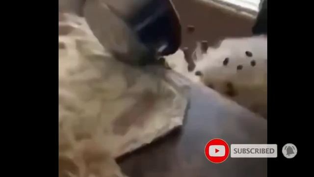 Funny cat ? vs Gun ? - Funny Animals ? playing dead on finger shot Compilation смотреть онлайн