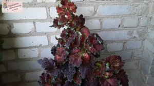 Яркая краля "Ягода малина": выразительный колеус