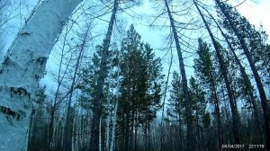 Охота на глухаря на току в Иркутской области 2017