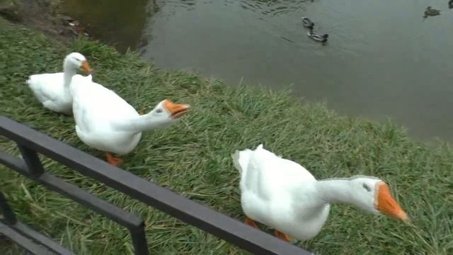 Орехово Зуево 2021 смотреть онлайн