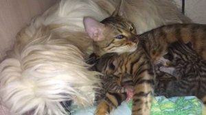 Shitzu and Toygers