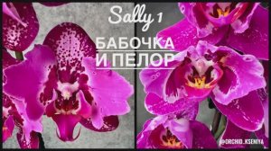 Phal. Sally 1 - peloric & butterfly?Крупноцветковый фаленопсис: бабочка и пелор | Обзор сорта Сэлли
