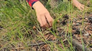 Сирена головый преследует нас. Нашли пещеру scp 173. Серия 3