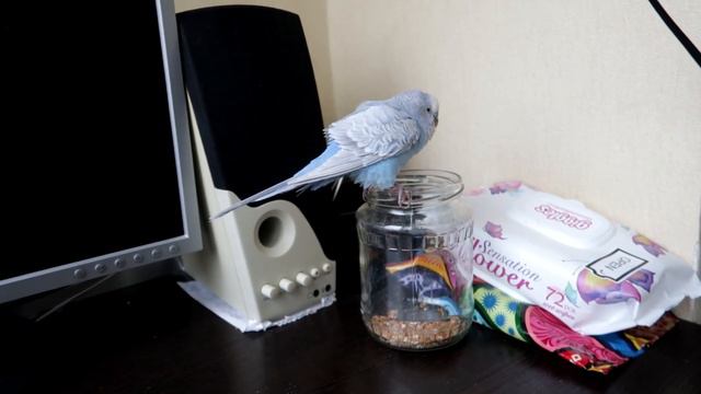 Грію Тошу в руках 5-й день хворіє хвилястий папужка смотреть онлайн