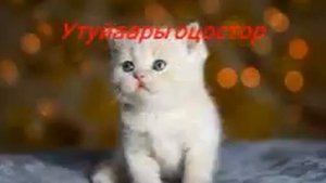 Песенка про котёнка "Мяу - мяу"
