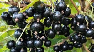 Сорт чёрной смородины "Велой или Ленинградская сладкая" в Красноярске